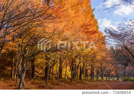 水杉樹黃色葉子排行了樹 71606658