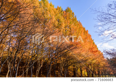 Yellow leaves of Metasequoia tree lined trees 71606663