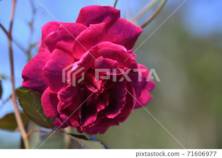 Rose (Gurus an Teplitz) 71606977