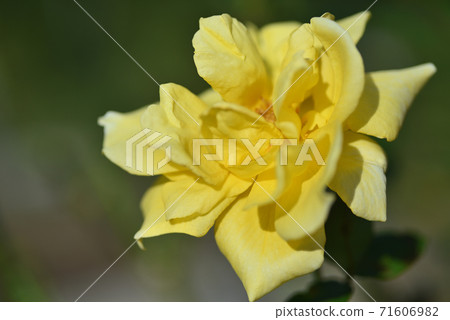 Rose (Landola) Rose (Landola) 71606982