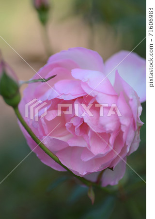 Rose (Duches de Braban) 71606983