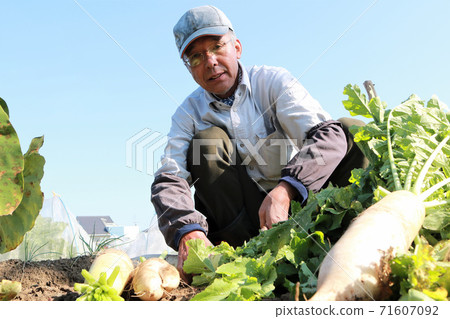老人收穫蘿蔔 老人收穫蘿蔔 71607092