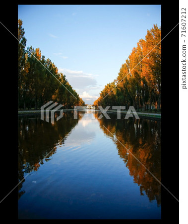 Poplar avenue and water mirror 71607212