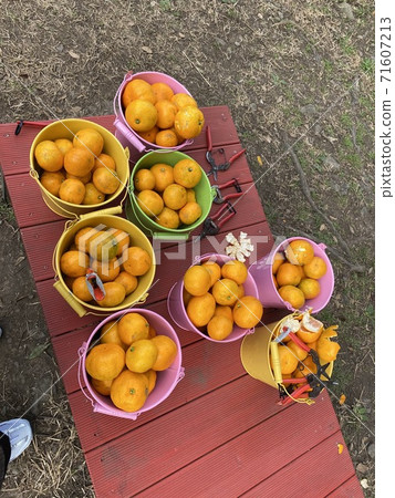 tangerine tangerine 71607213