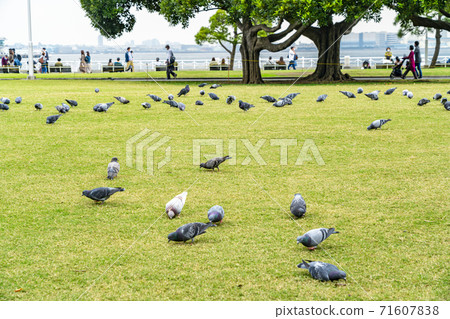 [Kanagawa] Yamashita Park where many pigeons gather 71607838