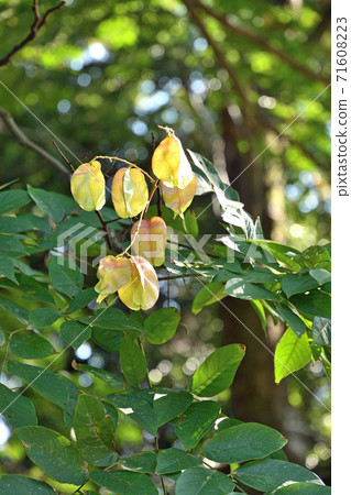 Tree: Koelreuteria birch, Sapindaceae 71608223