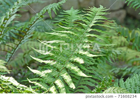 Plant: Fagaceae Oshidae Plant: Fagaceae Oshidae 71608234