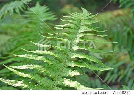 Plant: Fagaceae Oshidae Plant: Fagaceae Oshidae 71608235