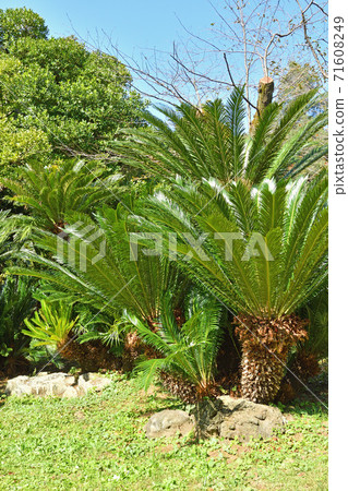 Tree: Cycadomataceae 71608249