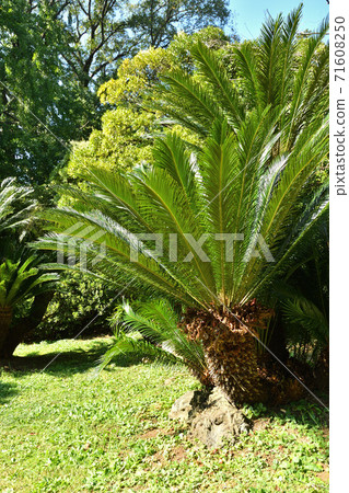 樹：Cycadomataceae 71608250