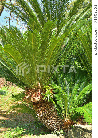 Tree: Cycadomataceae Tree: Cycadomataceae 71608252
