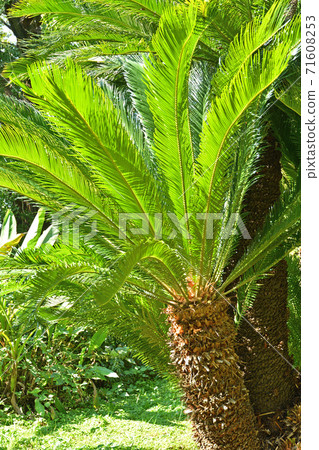 Tree: Cycadomataceae 71608253