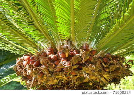 Tree: Cycadomataceae 71608254