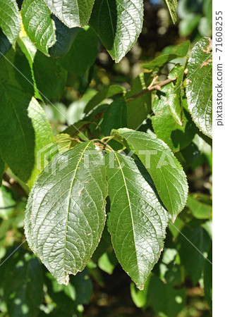 Tree: Eucommia ulmoides Eucommia ulmoides Tree: Eucommia ulmoides Eucommia ulmoides 71608255