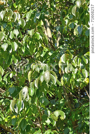 Tree: Eucommia ulmoides Eucommia ulmoides Tree: Eucommia ulmoides Eucommia ulmoides 71608257