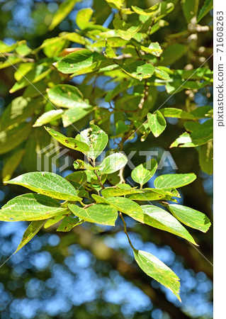 樹：伊諾奇家族 71608263