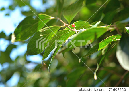 樹：Hanado-tantobok，金銀花家族 71608330