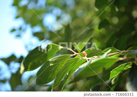 Tree: Hanado-tantobok, honeysuckle family Tree: Hanado-tantobok, honeysuckle family 71608331