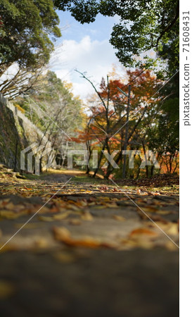 滿是落葉的路 滿是落葉的路 71608431