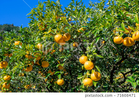 Tangerine field, Suzunari sweet summer tangerine Tangerine field, Suzunari sweet summer tangerine 71608471