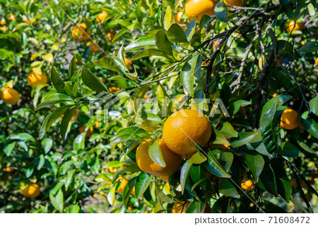 橘田，鈴香成蜜橘 71608472