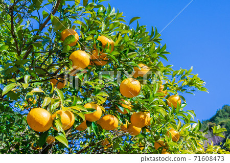 Tangerine field, Suzunari sweet summer tangerine 71608473