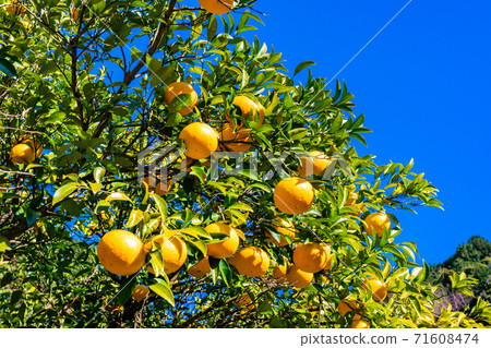 Tangerine field, Suzunari sweet summer tangerine Tangerine field, Suzunari sweet summer tangerine 71608474