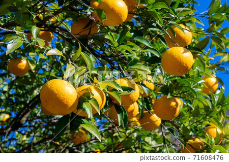 橘田，鈴香成蜜橘 71608476