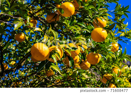 Tangerine field, Suzunari sweet summer tangerine Tangerine field, Suzunari sweet summer tangerine 71608477