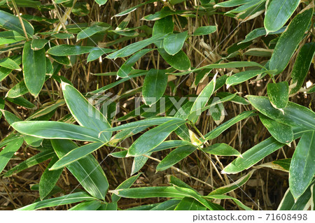 Plant: Kumazasa Gramineae 71608498