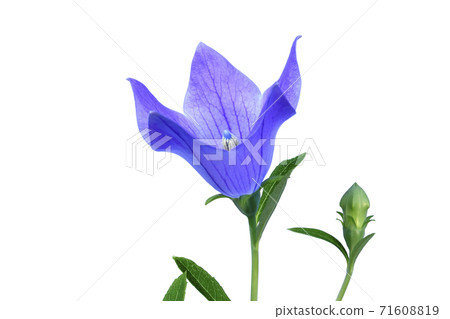桔梗花在秋天的七種草藥之一 固定照片 照片素材 圖片 圖庫