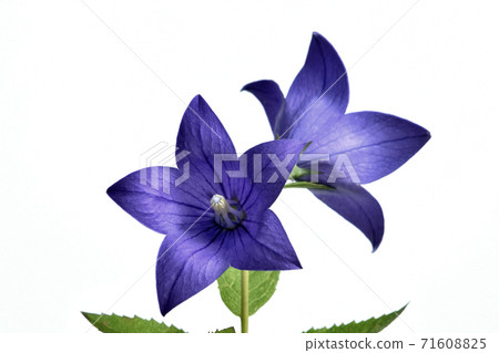 Chinese bellflower flower one of the seven herbs in autumn (fixed photo) 71608825