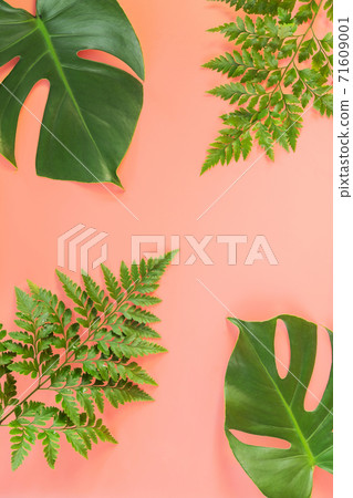Monstera and fern leafs lay on pink background. 71609001