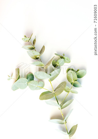 Eucalyptus leafs lay on white background. Eucalyptus leafs lay on white background. 71609003