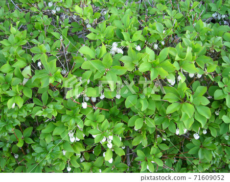 Daeda Dunziae Daeda Dunziae 71609052