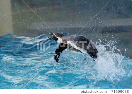 游泳時跳起來像企鵝的企鵝 游泳時跳起來像企鵝的企鵝 71609088