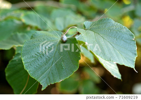 Tree: Cinnamon saku Mangsaku Tree: Cinnamon saku Mangsaku 71609219