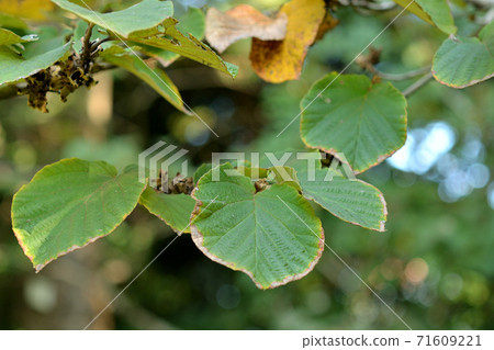 Tree: Cinnamon saku Mangsaku Tree: Cinnamon saku Mangsaku 71609221