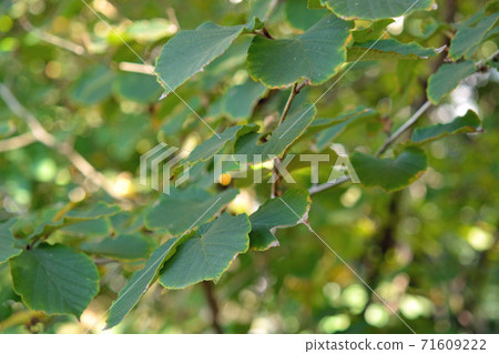 Tree: Cinnamon saku Mangsaku Tree: Cinnamon saku Mangsaku 71609222