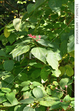 Tree: Harlequin glorybow, Verbenaceae 71609231