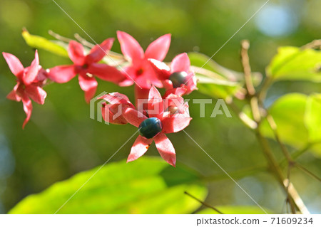 喬木，草松家 71609234