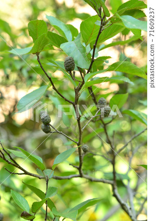 Tree: Alder Branch 71609237