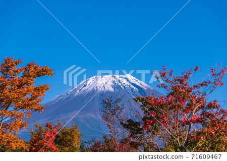 [Mt. Fuji and autumn leaves from Road Station Asagiri Kogen] 71609467