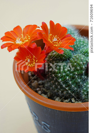 Treasure mountain, a flower cactus with a beautiful dark orange color Treasure mountain, a flower cactus with a beautiful dark orange color 71609694
