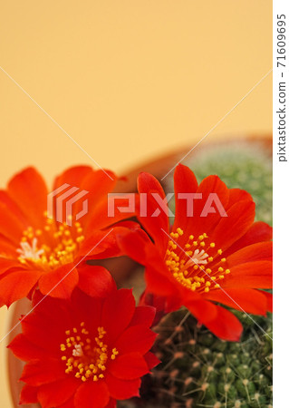 Treasure mountain, a flower cactus with a beautiful dark orange color 71609695