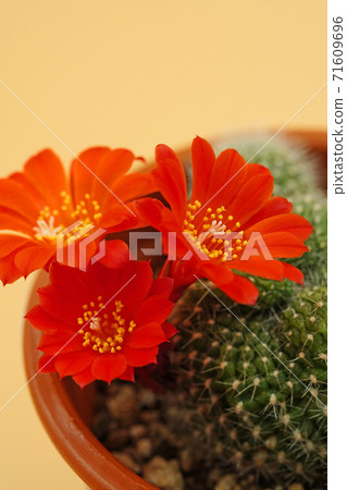 Treasure mountain, a flower cactus with a beautiful dark orange color 71609696