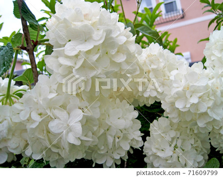 Odemari的花朵 Odemari的花朵 71609799