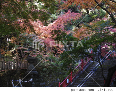 Yaya Shrine autumn leaves 71610490