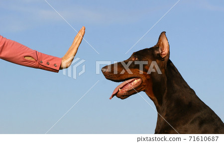 Stop dog Stop dog 71610687