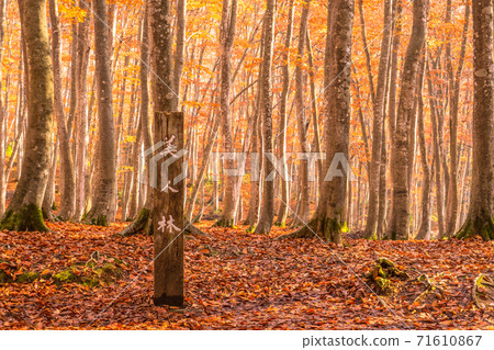 《Niigata Prefecture》 Autumn beauty forest, autumnal beech forest 71610867